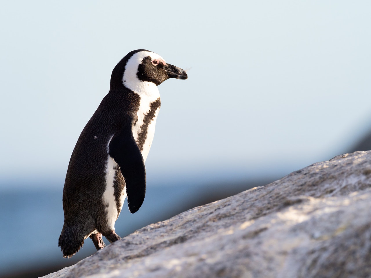Influenza Penguins Boulders Penguin Netflix